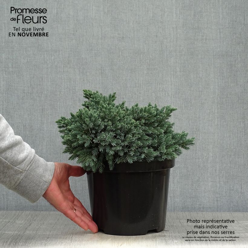 Ejemplar de Juniperus squamata Blue Star - Enebro escamoso Maceta 3L/4L entregado en otoño
