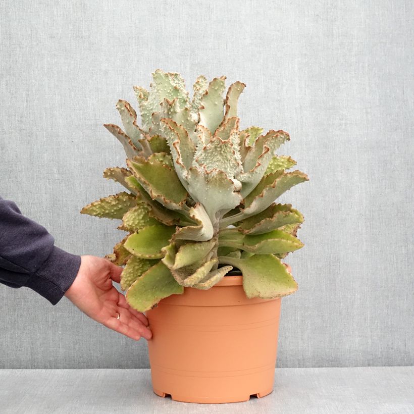 Kalanchoe beharensis Fang - Pot de 7,5L/10L Ejemplar entregado en la primavera