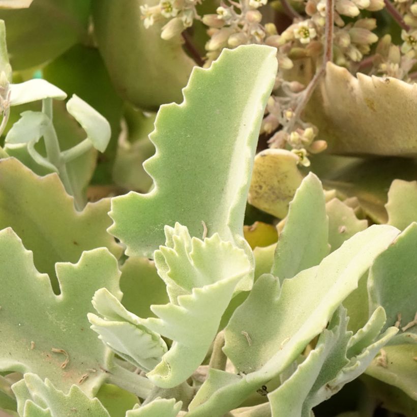 Kalanchoe beharensis Oak Leaf (Follaje)