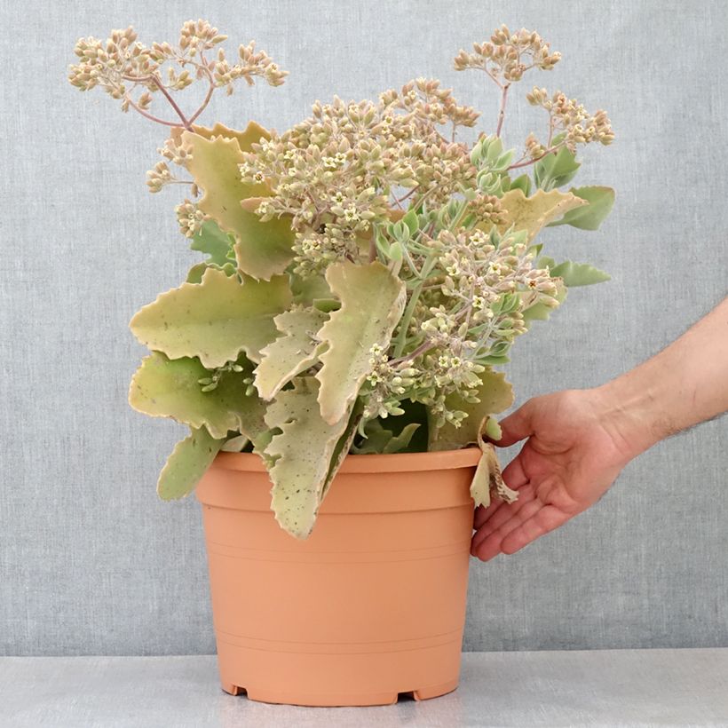 Kalanchoe beharensis Oak Leaf - Pot de 7,5L/10L Ejemplar entregado en la primavera