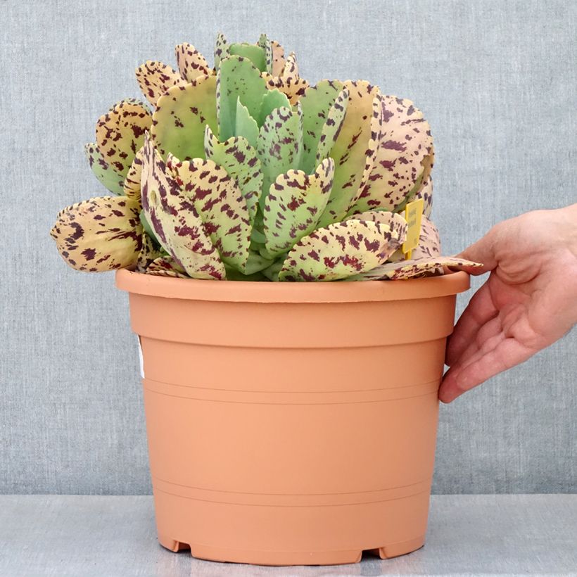 Kalanchoe marmorata - Kalanchoé marbré - Pot de 7,5L/10L Ejemplar entregado en la primavera