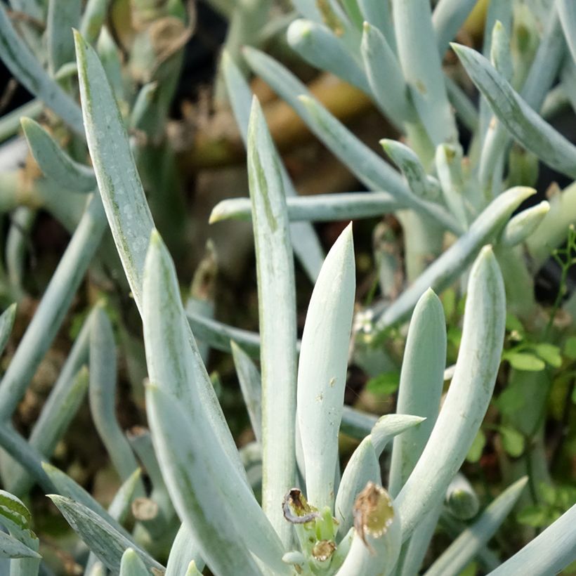 Kalanchoe thyrsiflora Bronze Sculpture (Follaje)