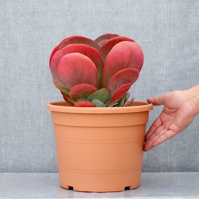 Kalanchoe thyrsiflora - Kalanchoé à thyrses - Pot de 7,5L/10L Ejemplar entregado en la primavera