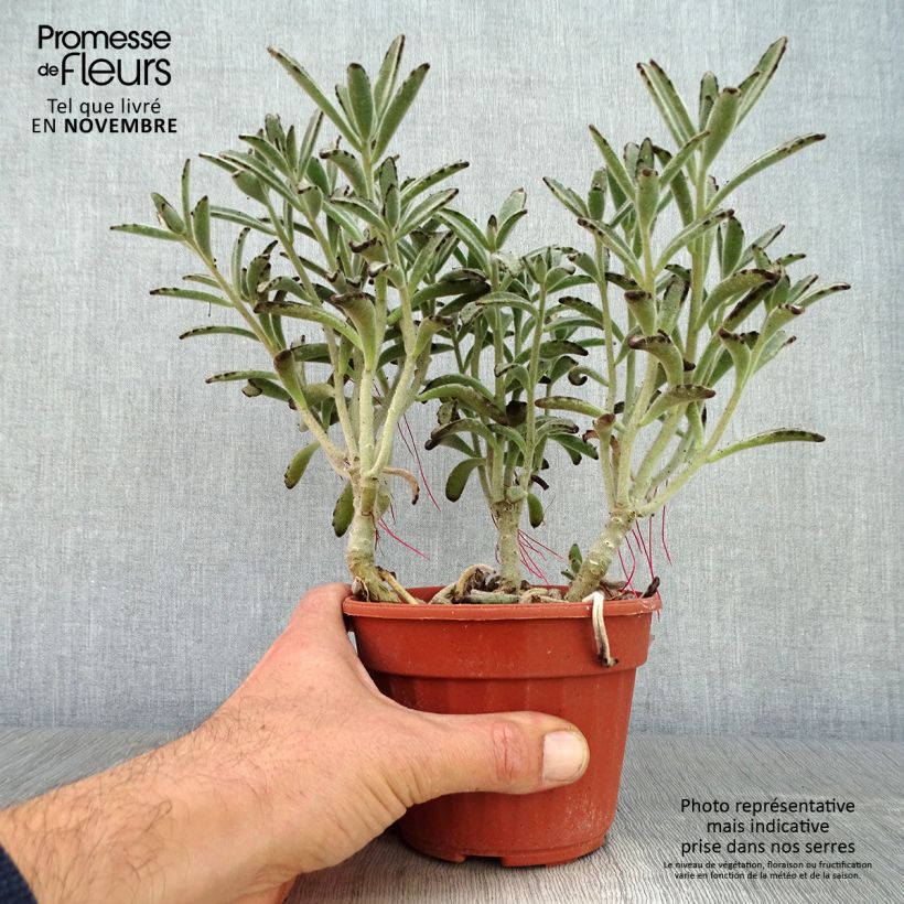 Ejemplar de Kalanchoe tomentosa Maceta de 12 cm / 13 cm entregado en otoño