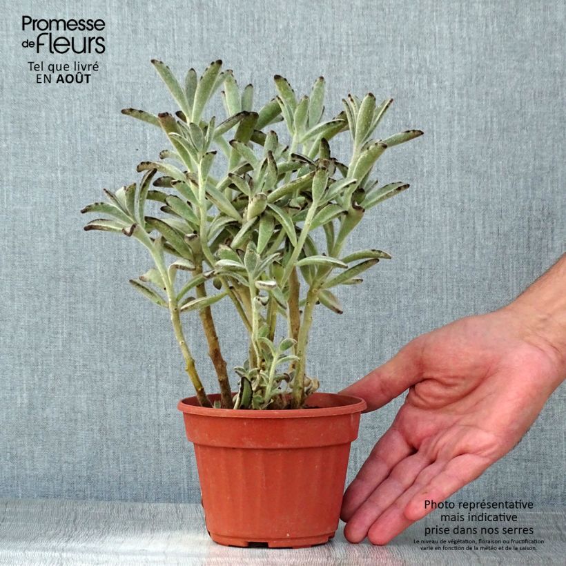 Ejemplar de Kalanchoe tomentosa Pot de 13 cm entregado en verano