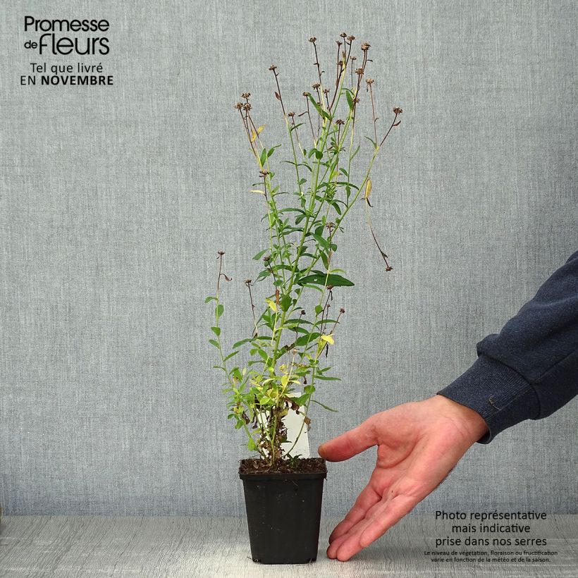 Ejemplar de Kalimeris incisa Alba - Aster japonés Maceta de 8/9 cm entregado en otoño