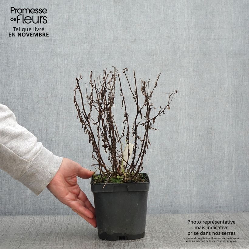 Ejemplar de Kalimeris incisa Blue Star - Aster japonés Maceta 2L/3L entregado en otoño