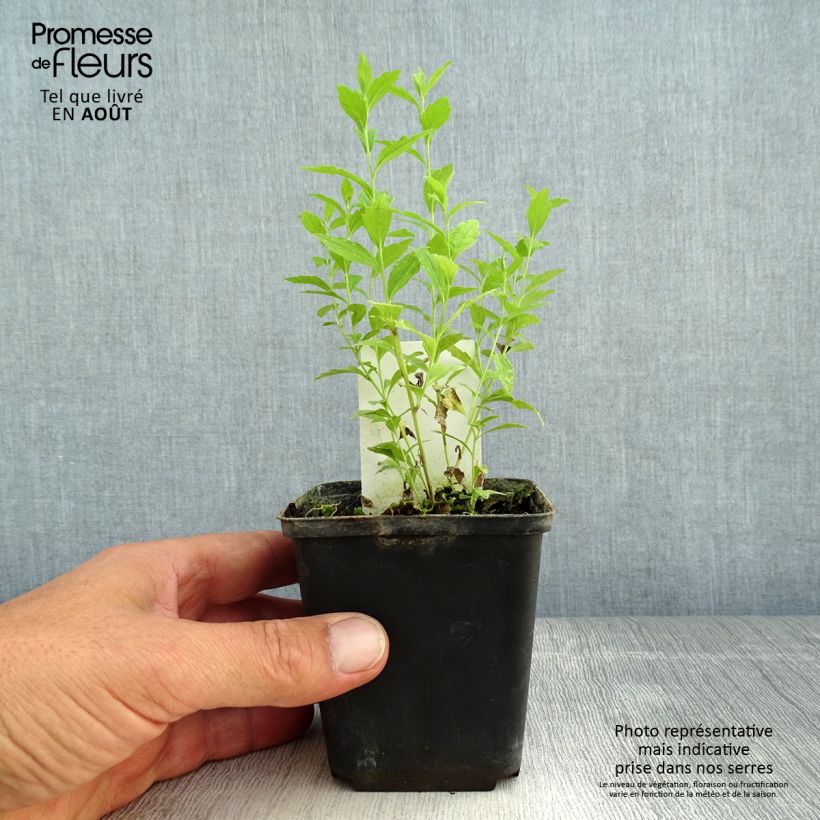 Ejemplar de Kalimeris incisa Charlotte - Aster japonés Maceta de 8/9 cm entregado en verano