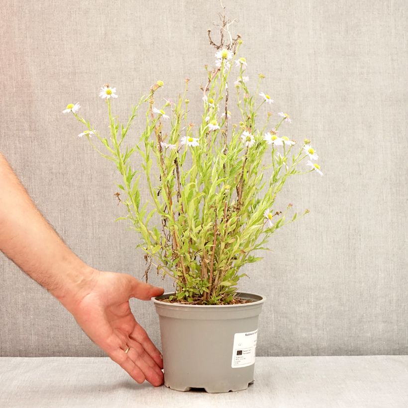 Ejemplar de Kalimeris incisa Charlotte - Aster japonés Maceta 2L/3L entregado en verano