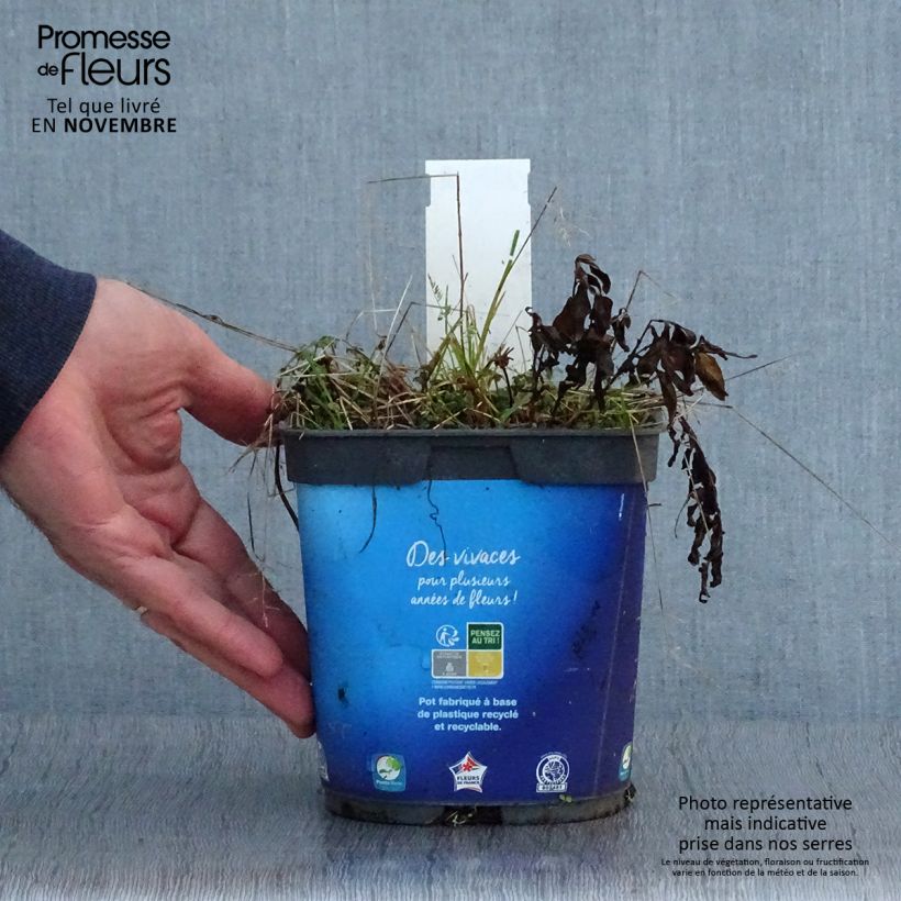 Ejemplar de Kalimeris incisa - Aster japonés Maceta 2L/3L entregado en otoño