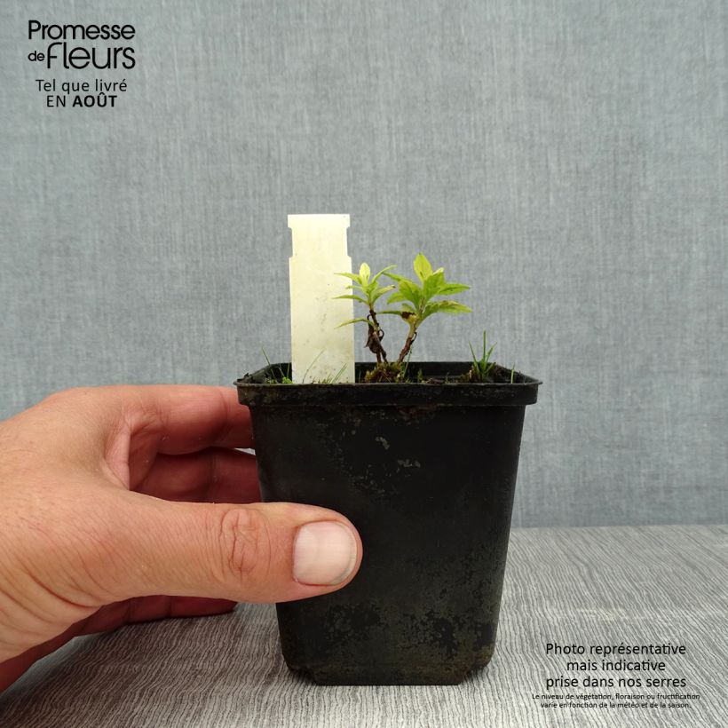 Ejemplar de Kalimeris yomena Shogun - Aster japonés Maceta de 8/9 cm entregado en verano