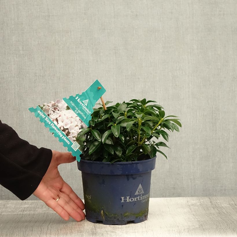 Ejemplar de Kalmia latifolia Elf Maceta 3L/4L entregado en otoño