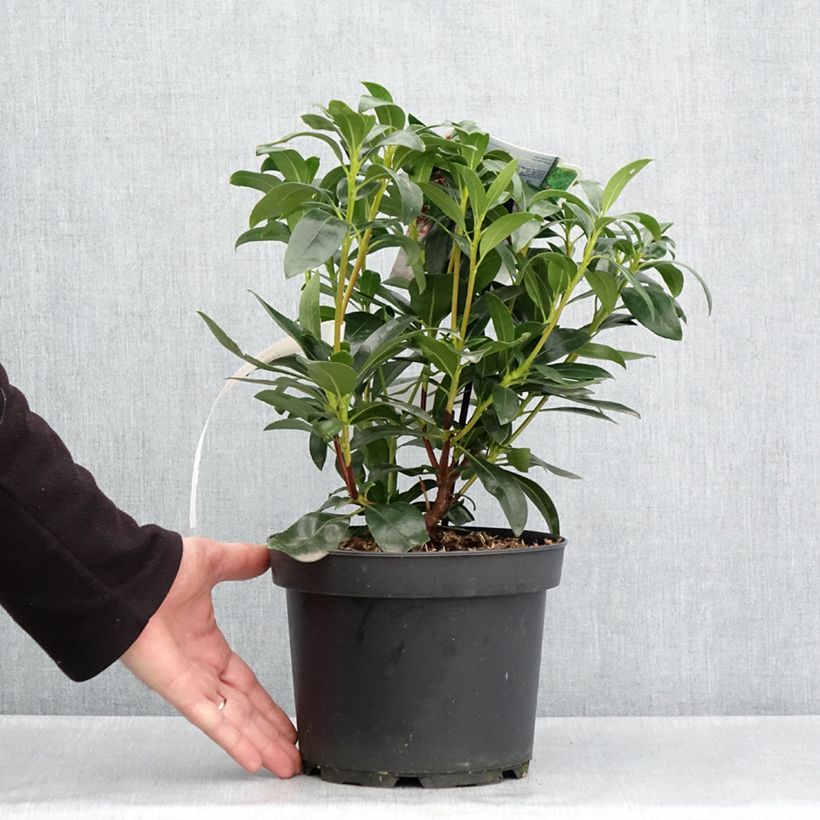 Kalmia latifolia Galaxy Maceta 4L/5L Ejemplar entregado en la primavera