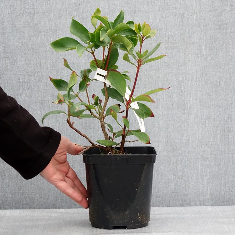 Kalmia latifolia Ideal -Laurel de montaña Maceta 3L/4L Ejemplar entregado en invierno