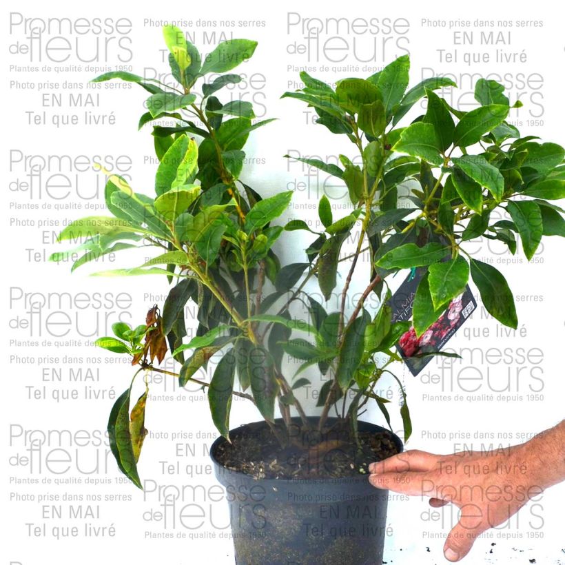 Ejemplo de ejemplar de Kalmia latifolia Madeline Maceta 4L/5L tal y como se entrega