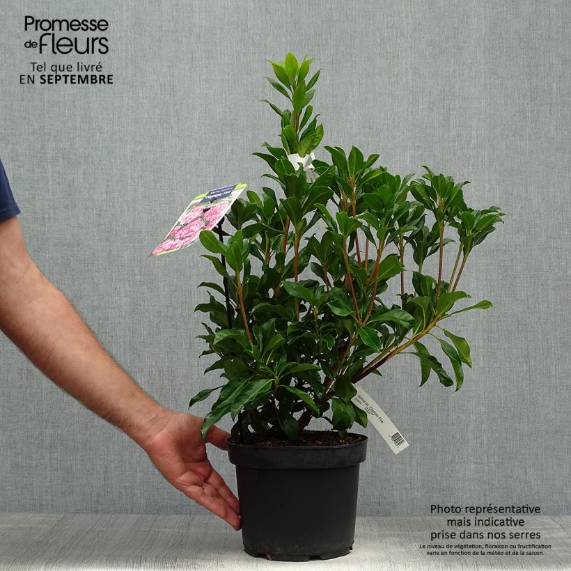 Ejemplar de Kalmia latifolia Olympic Fire Maceta 3L/4L entregado en otoño