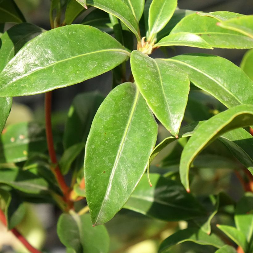 Kalmia latifolia Otsbo Red (Follaje)