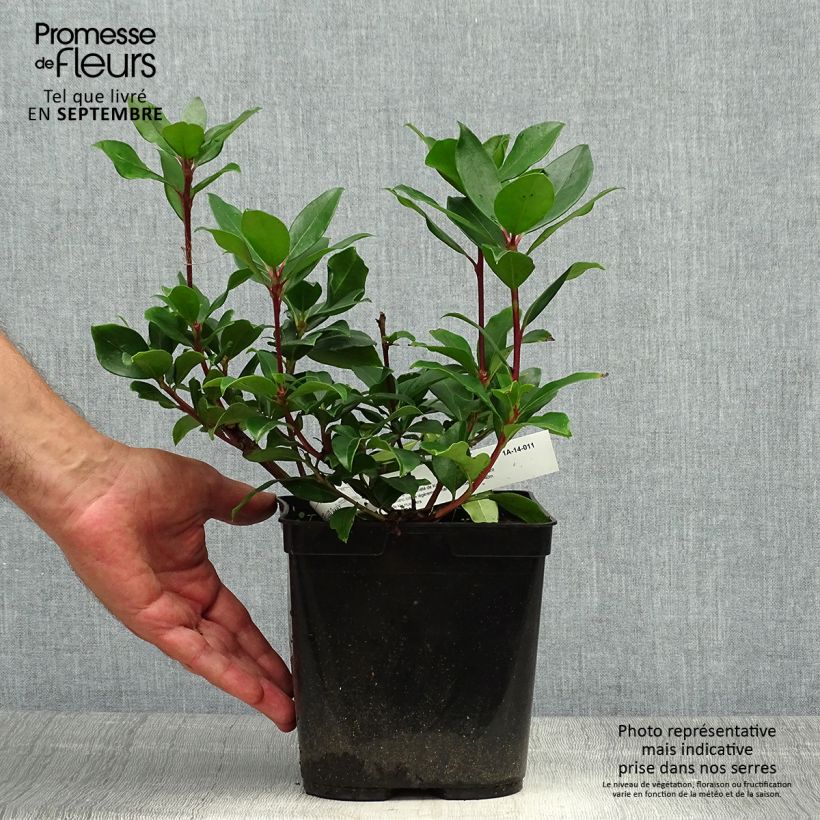 Ejemplar de Kalmia latifolia Zebulon Maceta 3L/4L entregado en otoño