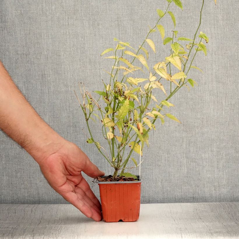 Ejemplar de Kerria japonica Maceta de 8/9 cm entregado en verano