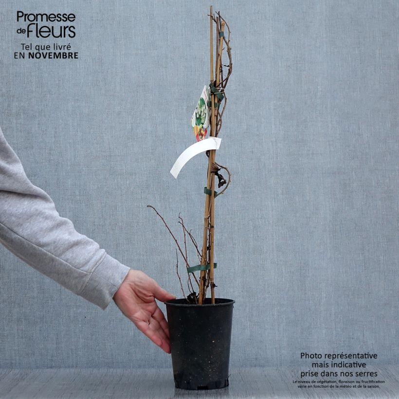 Ejemplar de Mini kiwi Romeo - Actinidia arguta Maceta 2L/3L entregado en otoño