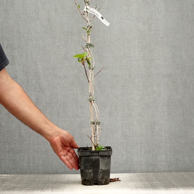 Ejemplar de Mini kiwi Weima - Actinidia arguta Maceta 2L/3L entregado en verano