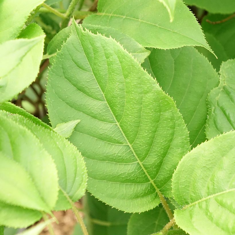 Mini kiwi Prince Jumbo - Actinidia arguta (Follaje)