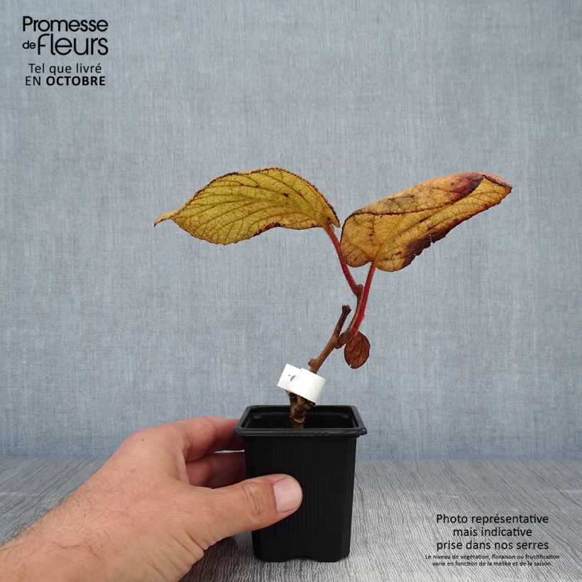 Ejemplar de Kiwi Kiwidoo (Hembra) - Actinidia deliciosa Maceta de 8/9 cm entregado en otoño
