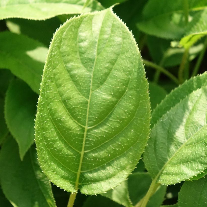Mini kiwi Ananasnaya (Hembra) - Actinidia arguta (Follaje)