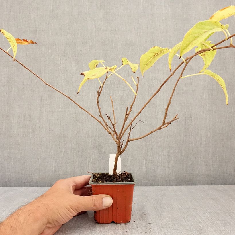 Ejemplar de Mini kiwi Ananasnaya (Hembra) - Actinidia arguta Maceta de 8/9 cm entregado en verano