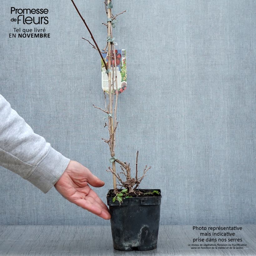 Ejemplar de Mini kiwi Ananasnaya (Hembra) - Actinidia arguta Maceta 1,5L/2L entregado en otoño