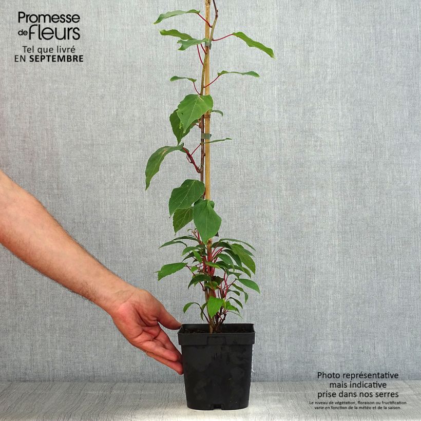 Ejemplar de Mini kiwi Ananasnaya (Hembra) - Actinidia arguta Maceta 1,5L/2LAltura de entrega aprox. 60/70cm entregado en verano