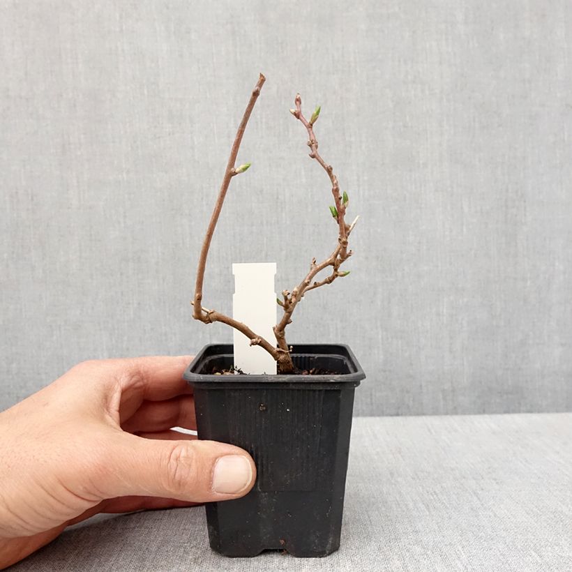 Mini kiwi Domino (Hembra) - Actinidia arguta Maceta de 10 cm/11 cm Ejemplar entregado en la primavera