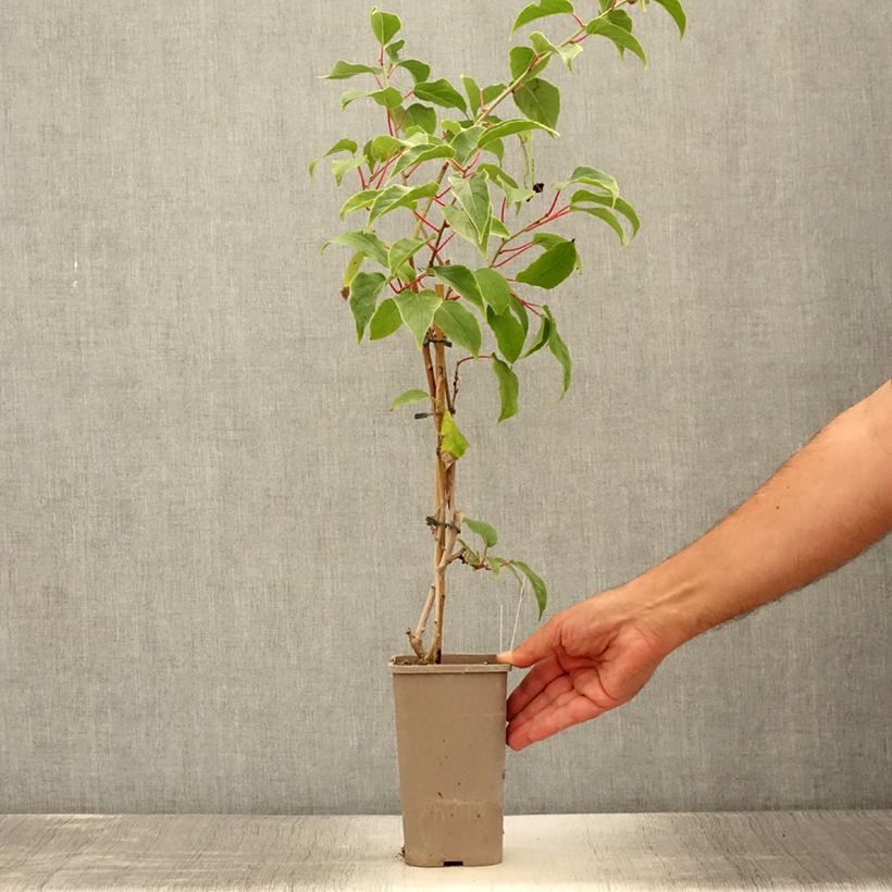 Ejemplar de Mini kiwi Pink Jumbo - Actinidia arguta Maceta 1,5L/2L entregado en verano