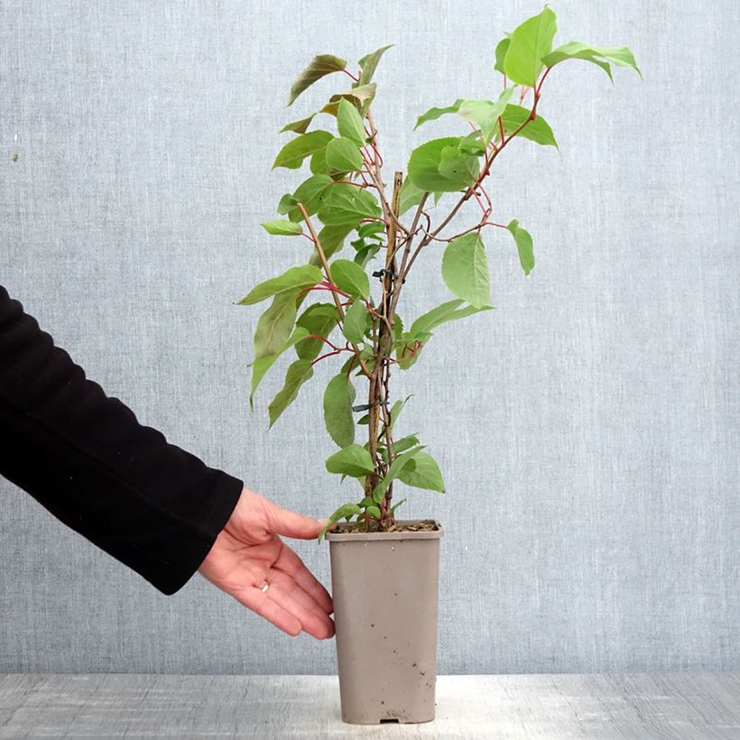 Mini kiwi Pink Jumbo - Actinidia arguta Maceta 1,5L/2LAltura de entrega aprox. 20/30cm Ejemplar entregado en la primavera