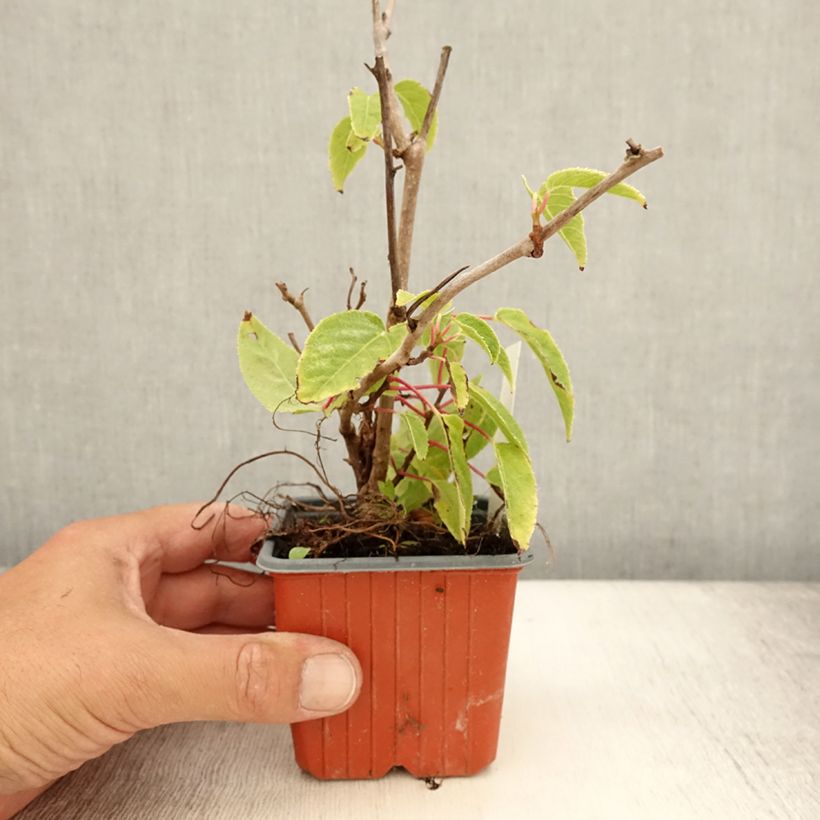 Ejemplar de Mini kiwi Ken's Red - Actinidia arguta Maceta de 8/9 cm entregado en verano