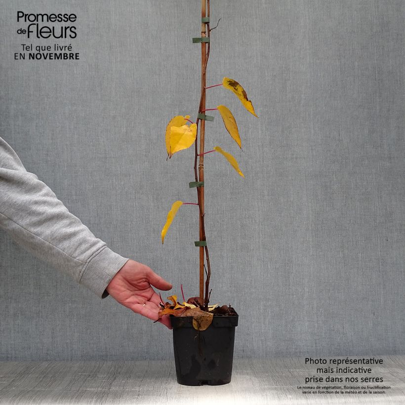 Ejemplar de Mini kiwi Ken's Red - Actinidia arguta Maceta 1,5L/2L entregado en otoño