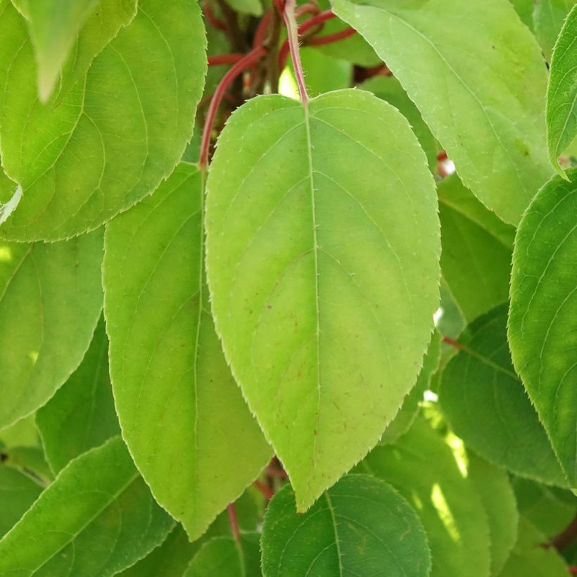 Mini kiwi Mariered (Hembra) - Actinidia arguta (Follaje)