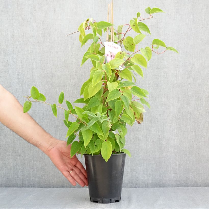 Ejemplar de Mini kiwi Mariered (Hembra) - Actinidia arguta Maceta 2L/3L entregado en verano