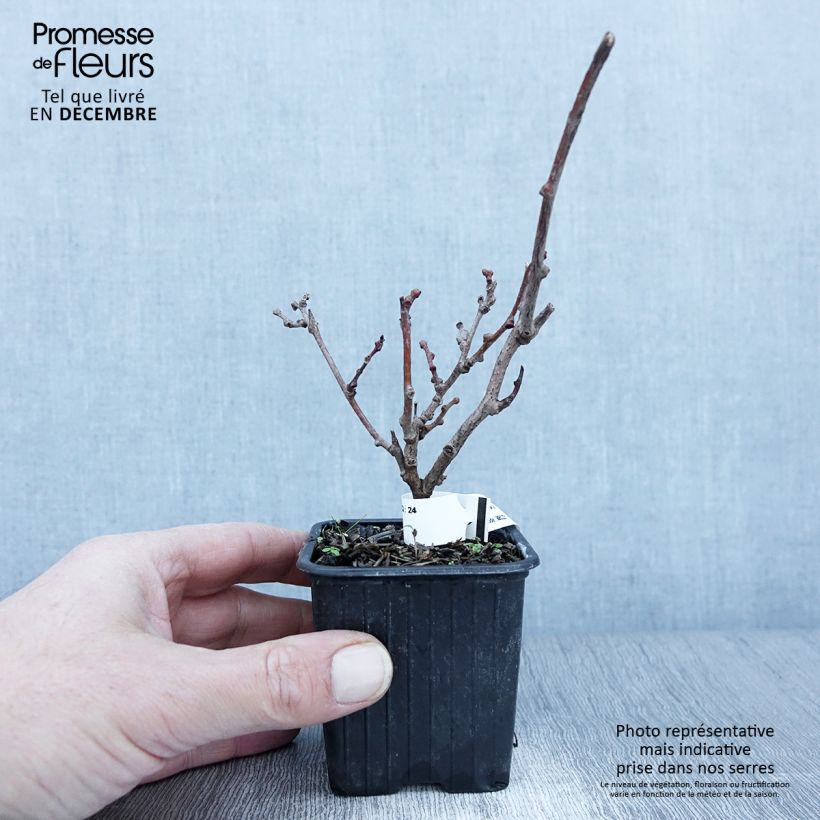 Ejemplar de Mini kiwi var. purpurea (Hembra) - Actinidia arguta Maceta de 8/9 cm entregado en otoño