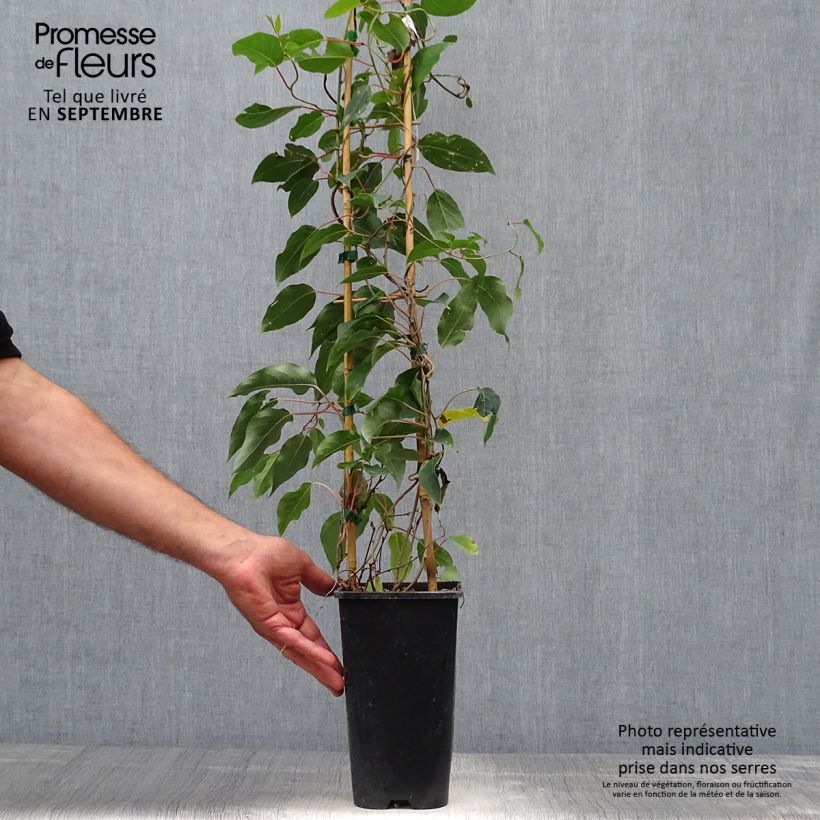 Ejemplar de Mini kiwi var. purpurea (Hembra) - Actinidia arguta Maceta 2L/3L entregado en otoño