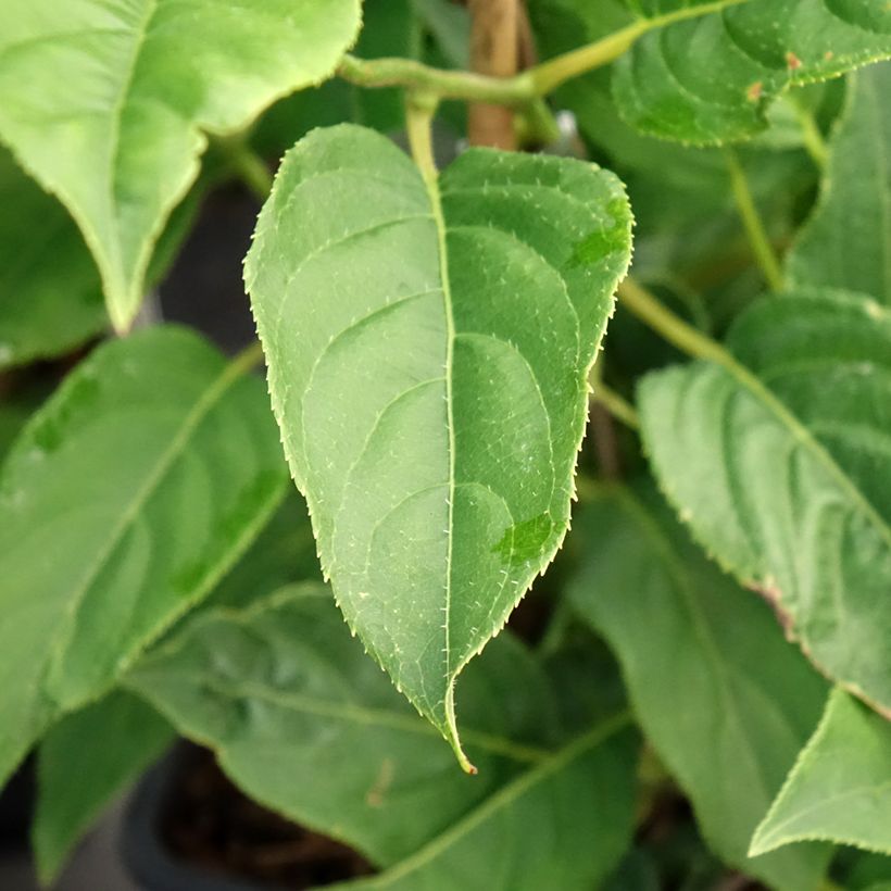 Mini kiwi Super Issaï - Actinidia arguta (Follaje)