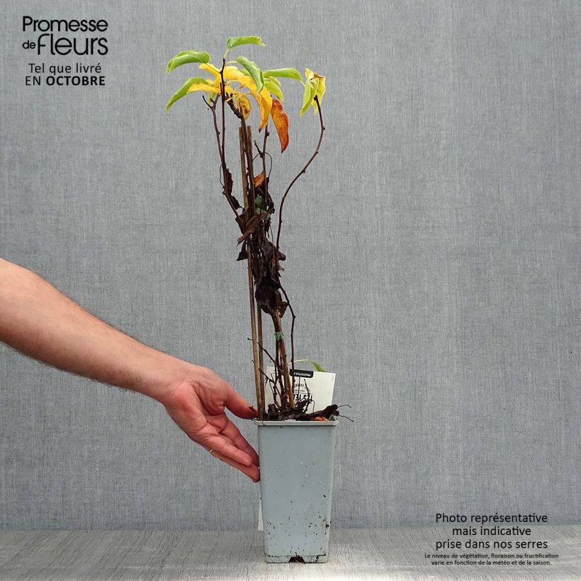 Ejemplar de Mini kiwi Weikii - Actinidia arguta Maceta 1,5L/2L entregado en otoño
