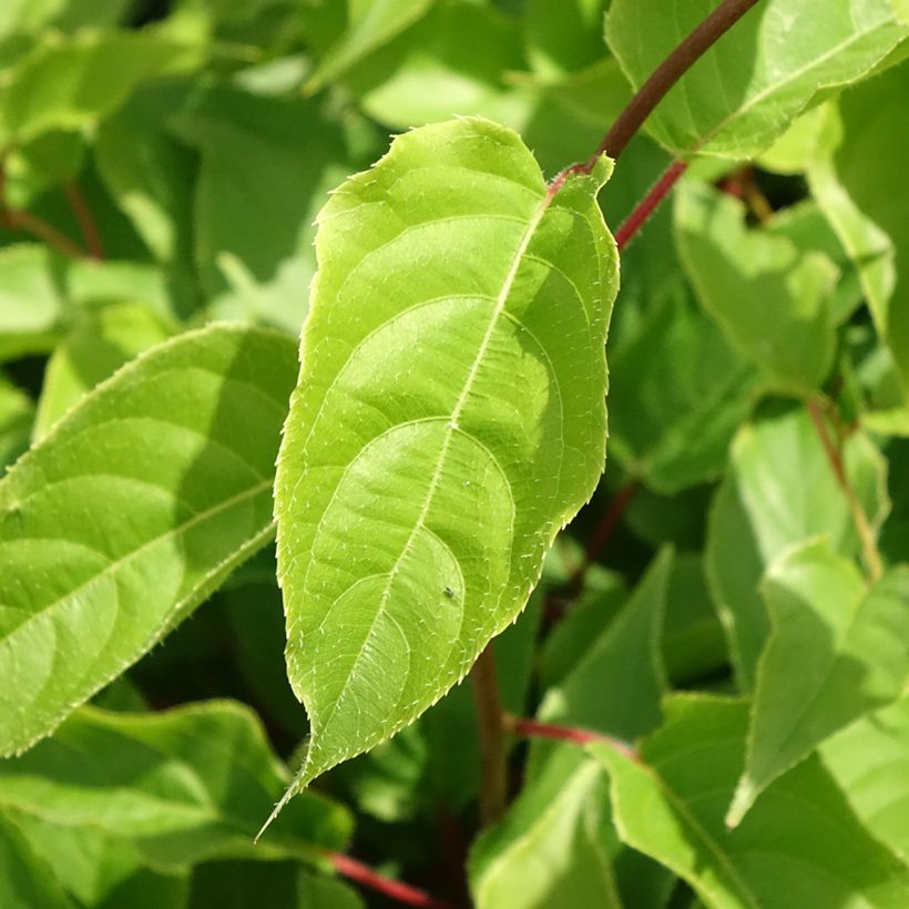 Mini kiwi Weikii - Actinidia arguta (Follaje)