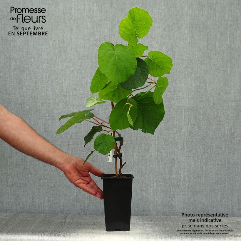 Ejemplar de Kiwi - Actinidia chinensis Maceta 1,5L/2L entregado en otoño