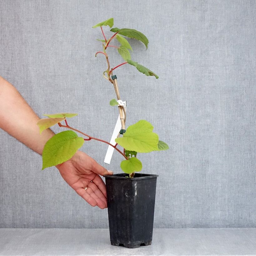 Ejemplar de Kiwi - Actinidia chinensis Maceta 1,5L/2L entregado en verano