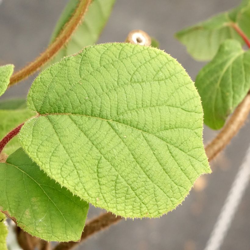 Kiwi - Actinidia chinensis (Follaje)