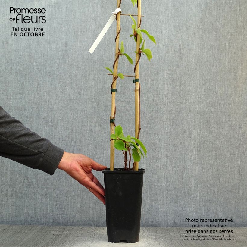 Ejemplar de Kiwi Solo - Actinidia chinensis Maceta 3L/4L entregado en otoño