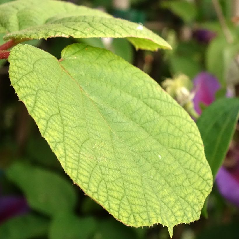 Kiwi Solo - Actinidia chinensis (Follaje)