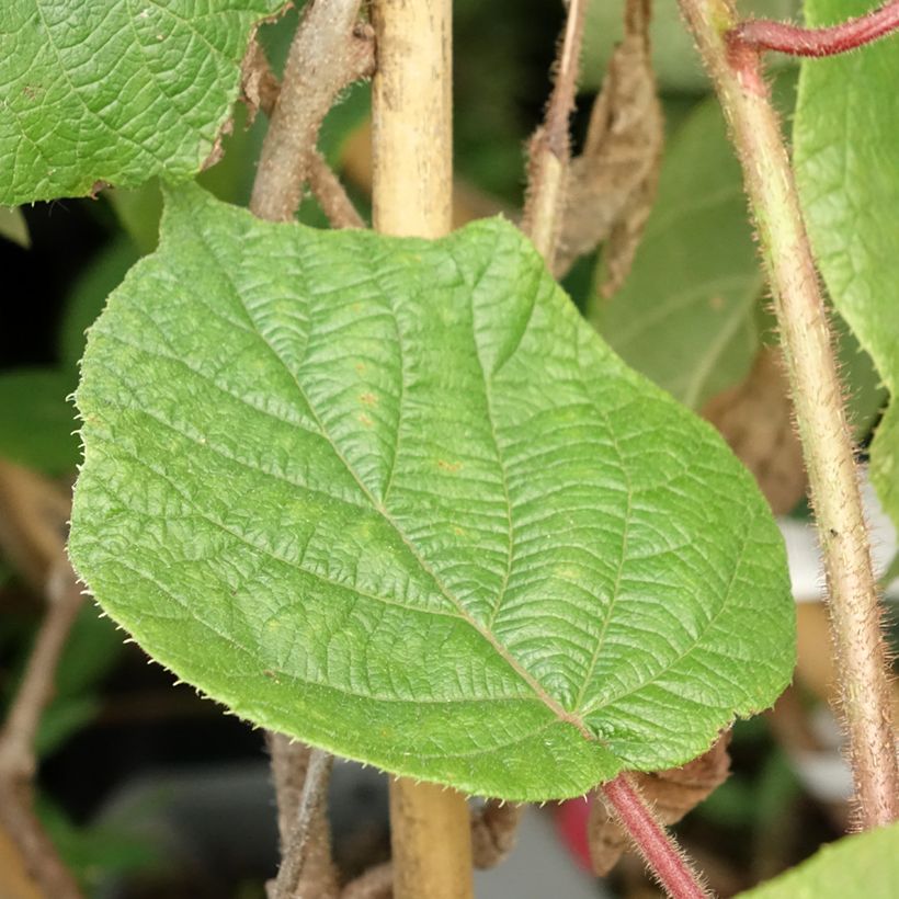 Kiwi Montcap - Actinidia deliciosa (Follaje)