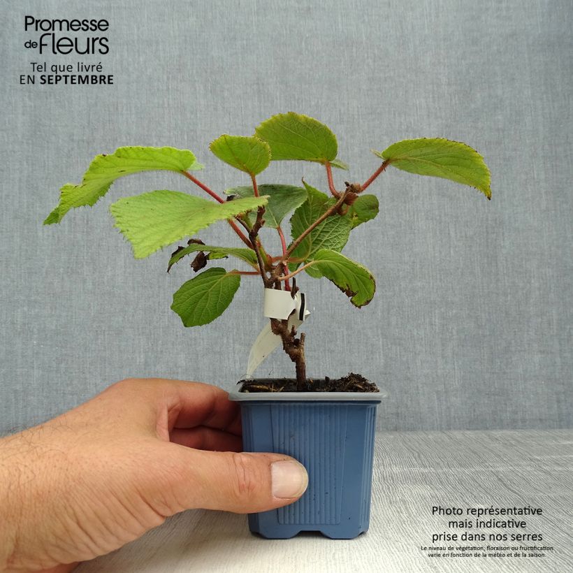 Ejemplar de Kiwi Bruno (Hembra) - Actinidia chinensis Maceta de 8/9 cm entregado en otoño